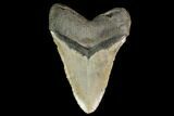 Huge, Fossil Megalodon Tooth - North Carolina #145413-2